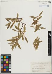 Foto von Salix lasiandra Benth.